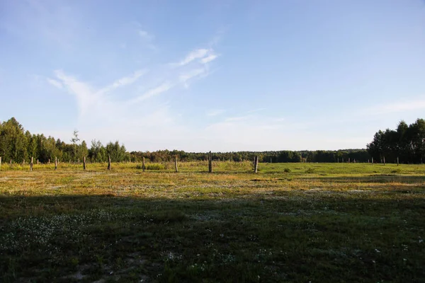 Rymligt fält och skog — Stockfoto