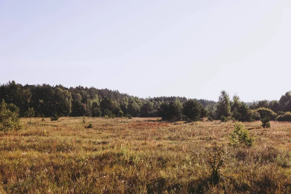 Geniş alan ve orman