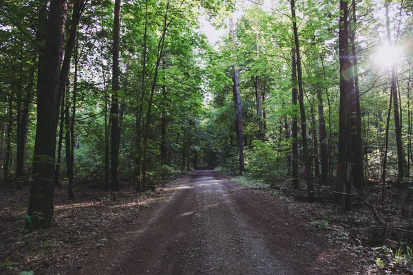 Chemin entre les arbres en forêt — Photo