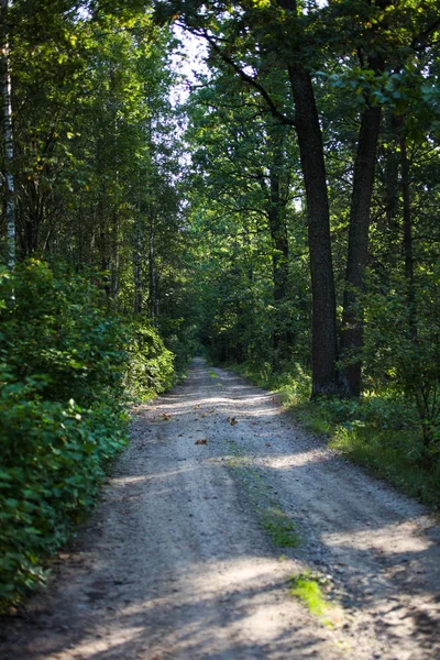 Ormandaki ağaçlar arasındaki yol 