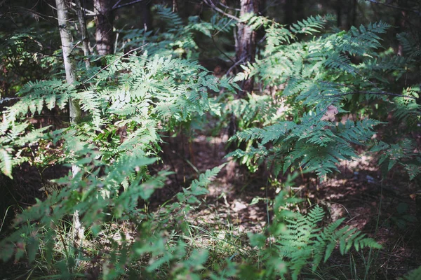 Fougère verte poussant en forêt. — Photo