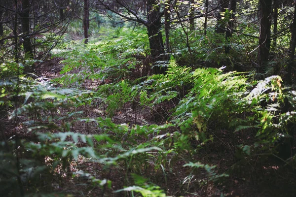 Ormanda yetişen yeşil eğrelti otu.