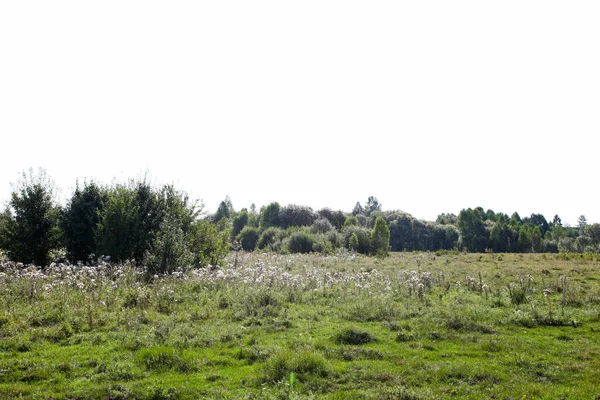 Gazon met bloemen voor bos. — Stockfoto