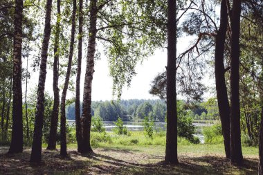 Nehre bakan güzel orman 