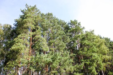 Güzel çam ormanı 
