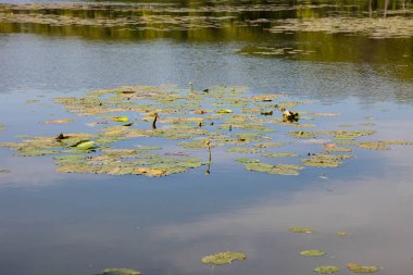 Nehir nilüferler ile