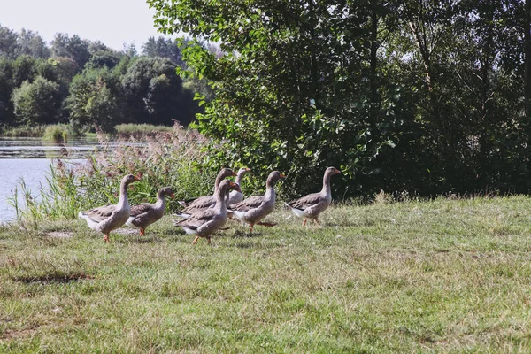 Oies grises sur la pelouse près de la rivière — Photo