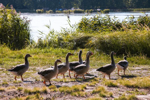 Oies grises sur la pelouse près de la rivière — Photo