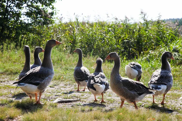 Oies grises pâturent sur la pelouse verte — Photo