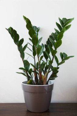 zamioculcas potbüyüyen