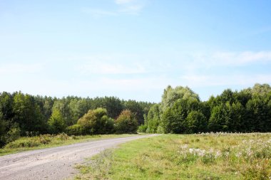 Çam ormanına giden yol 