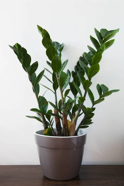 Zamioculcas croissant en pot — Photo