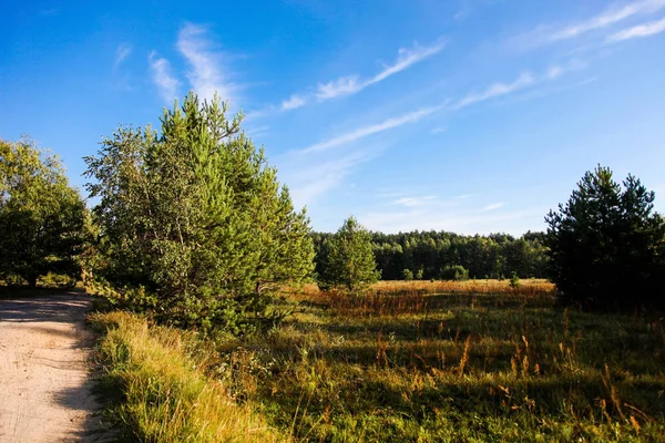 Route près de belle forêt de pins — Photo