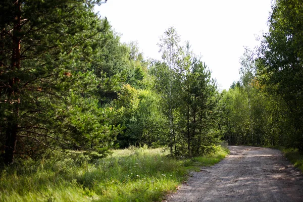 Chemin menant à la belle forêt — Photo