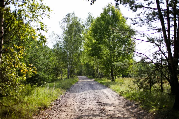 Chemin menant à la belle forêt — Photo