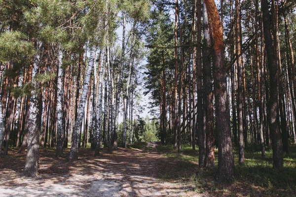 Chemin entre pins et bouleaux — Photo