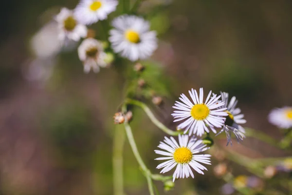 Belles marguerites fleuries — Photo