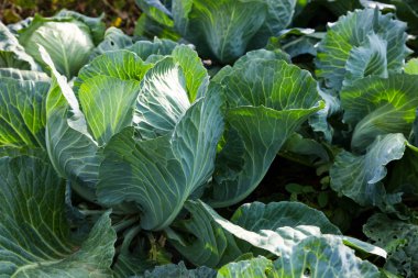 Bahçede lahana yetişiyor..