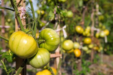 bahçede büyüyen yeşil domates