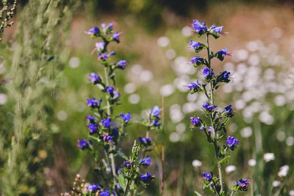 Fleur d'alouette à fleurs bleues — Photo