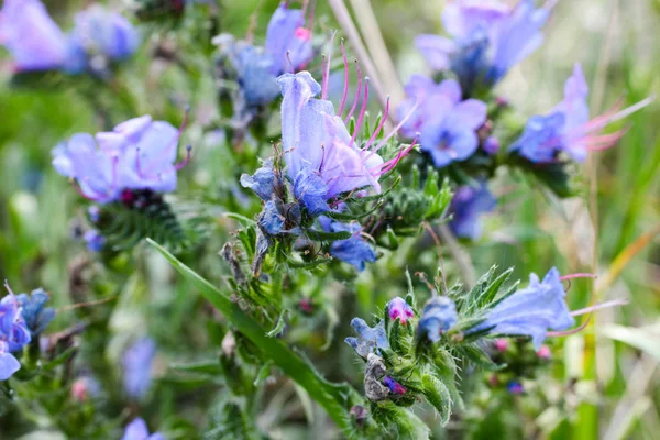 Fleur d'alouette à fleurs bleues — Photo