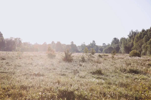 Pré et arbres spacieux — Photo