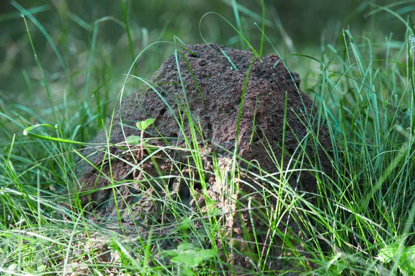 Mravenec v trávě v lese — Stock fotografie