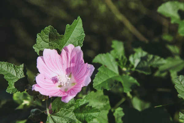Flor de malva rosa — Fotografia de Stock