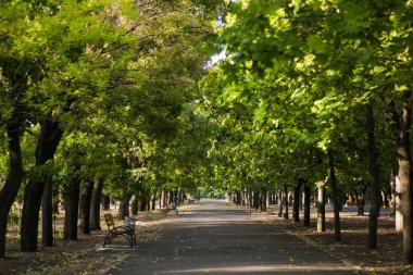 ağaçlar arasındaki yol