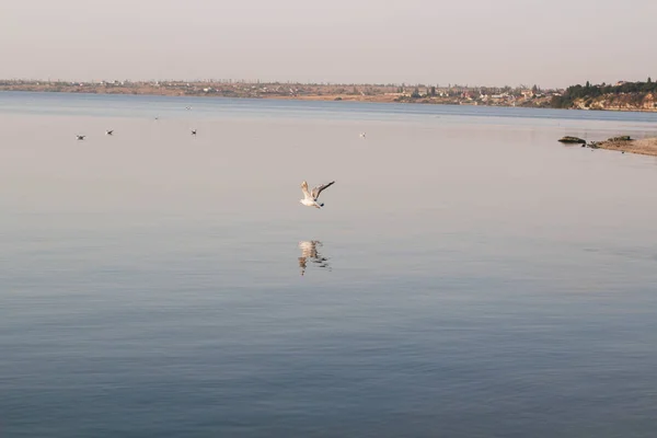 Pájaro gaviota vuela sobre río — Foto de Stock