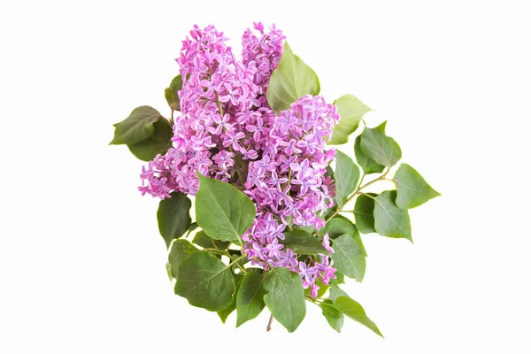 Branche Florale Lilas Isolé Sur Fond Blanc — Photo