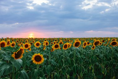 Günbatımı arka planında genç portakal ayçiçekleri tarlası.
