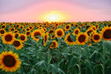 Günbatımı arka planında genç portakal ayçiçekleri tarlası.
