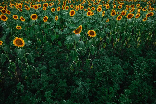 Campo Girassóis Alaranjados Jovens — Fotografia de Stock