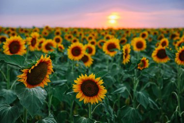 Günbatımı arka planında genç portakal ayçiçekleri tarlası.
