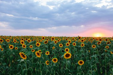 Günbatımı arka planında genç portakal ayçiçekleri tarlası.