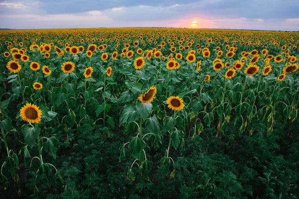 Feld Junger Orangefarbener Sonnenblumen Vor Dem Hintergrund Des Sonnenuntergangs — Stockfoto