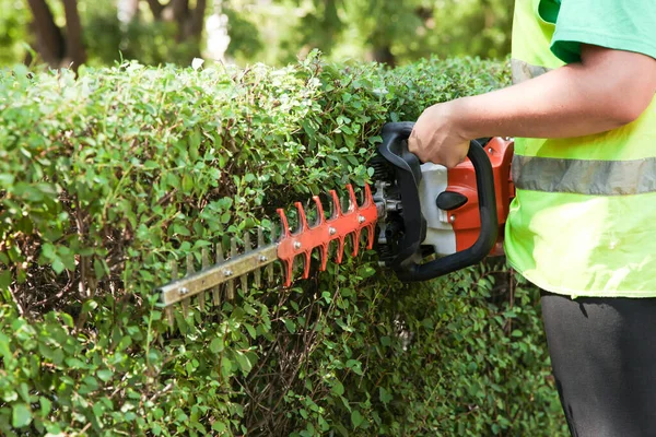 Bir bahçıvan bir çalıyı bir fırça keskisiyle buduyor. Park bakımı
