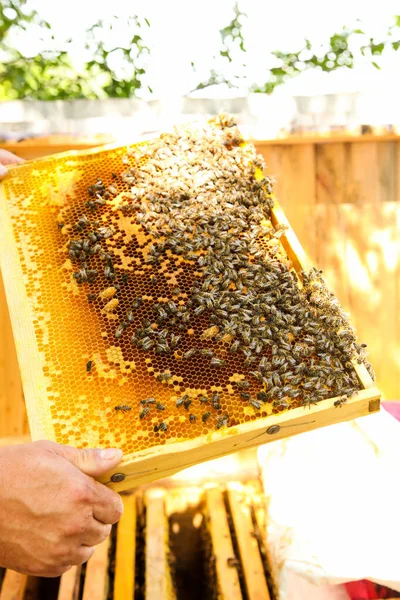 Close Van Gouden Honingraten Met Bijen Handen Van Imker Bijenteelt — Stockfoto