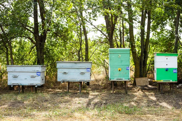 Colmenas Madera Colmenar Con Abejas Apicultura —  Fotos de Stock