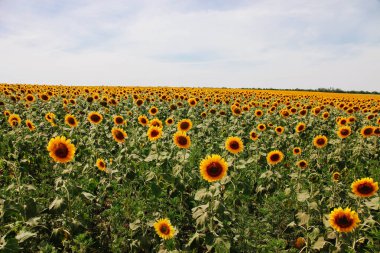 Mavi gökyüzüne karşı turuncu ayçiçeği tarlası. Tarım, manzara.
