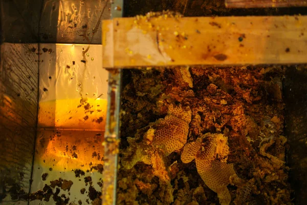Медовые Соты Подстригаются Поближе Апикультура — стоковое фото