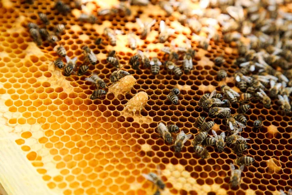 Gouden Honingraat Met Bijen Een Bijenstal Bijenteelt — Stockfoto