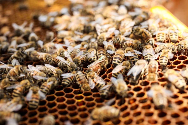 Panal Dorado Con Abejas Primer Plano Colmenar Apicultura —  Fotos de Stock