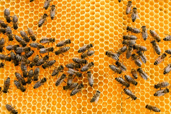 Panal Dorado Con Abejas Primer Plano Colmenar Apicultura —  Fotos de Stock