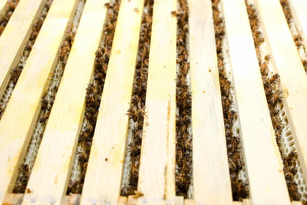 Witte Honingraat Met Bijen Een Bijenstal Bijenteelt — Stockfoto