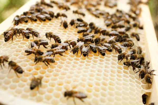 Белая Сота Пчелами Пасеке Крупным Планом Апикультура — стоковое фото