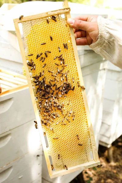 Primer Plano Panales Dorados Con Abejas Manos Del Apicultor Apicultura —  Fotos de Stock