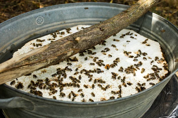 Zelfgemaakte Drinker Voor Bijen Bijenteelt — Stockfoto
