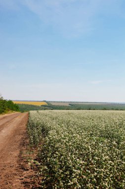 Mavi gökyüzüne karşı bir karabuğday tarlası çiçek açar. Tarım, manzara.